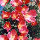 50+ SEEDS CARMINE POPPY ESCHSCHOLZIA PAPAVER FLOWER SEEDS RARE COLOR PERENNIAL (Seeds)