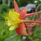 25+ SEEDS TEQUILA SUNRISE BI-COLOR AQUILEGIA COLUMBINE FLOWER SEEDS PERENNIAL (Seeds)