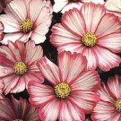 35+ SEEDS COSMOS RED PICOTEE FLOWER SEEDS LONG LASTING ANNUAL (Seeds)