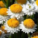 100+ SEEDS AMMOBIUM WINGED EVERLASTING PERENNIAL FLOWER (Seeds)