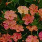 30+ SEEDS YELLOW / RED BI-COLOR FOUR O'CLOCK MIRABILLIS FLOWER SEEDS PERENNIAL (Seeds)