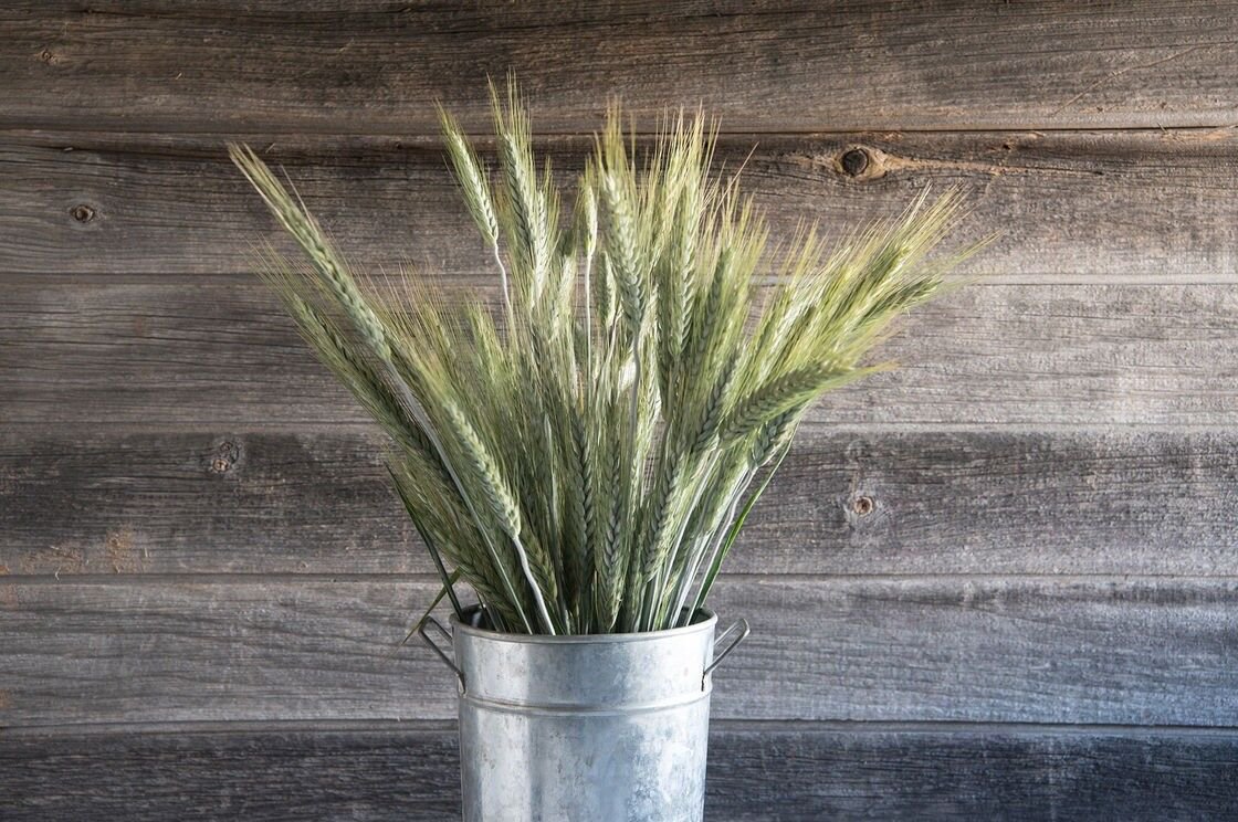 25+ SEEDS TRITICUM TRITICALE SILVER TIP WHEAT FLOWER SEEDS DECORATIVE ARRANGEMENTS (Seeds)