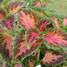 50+ SEEDS COLEUS WIZARD CORAL SUNRISE SHADE LOVING FLOWER SEEDS ANNUAL (Seeds)