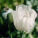 50+ SEEDS "GLABRUM" / MOON HERB FLOWER SEEDS PERENNIAL (Seeds)