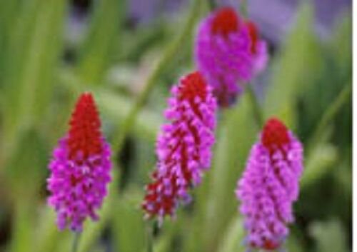 25+ SEEDS ORCHID PRIMROSE PRIMULA VIALII FLOWER SEEDS PERENNIAL (Seeds)