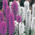 50+ SEEDS LIATRIS PURPLE AND WHITE MIX PERENNIAL FLOWER (Seeds)