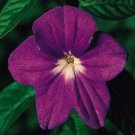 50+ SEEDS BROWALLIA MAROON MARINE BELLS ANNUAL FLOWER (Seeds)