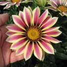 30+ SEEDS GAZANIA NEW DAY ROSE STRIPE FLOWER RESEEDING ANNUAL (Seeds)