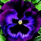 30+ SEEDS PANSY KARMA VIOLET WITH FACE FLOWER (Seeds)