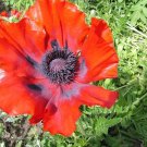 50+ SEEDS PRINCE OF ORANGE POPPY FLOWER SEED PERENNIAL PAPAVER ORIENTALE (Seeds)
