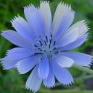 100+ SEEDS CHICORY BRILLIANT BLUE DAISY-LIKE PERENNIAL FLOWER (Seeds)
