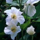 30+ SEEDS MECONOPSIS WHITE POPPY FLOWER SEEDS PERENNIAL (Seeds)