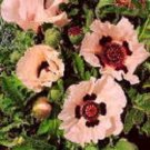 35+ SEEDS PRINCESS VICTORIA LOUISE PAPAVER POPPY ORIENTALE FLOWER SEEDS PERENNIAL (Seeds)