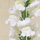 30+ SEEDS ANTIRRHINUM GIANT PURE WHITE SNAPDRAGON FLOWER SEEDS LONG LASTING ANNUAL (Seeds)