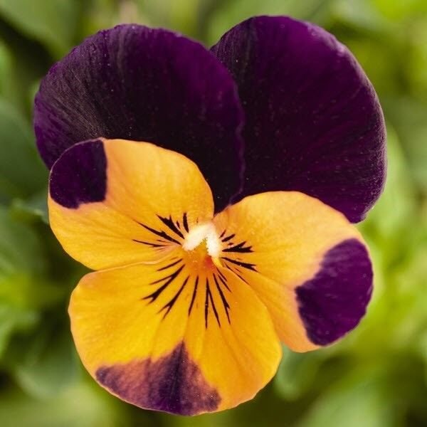 35+ VIOLA CORNUTA ORANGE PURPLE WING FLOWER SEEDS / SHADE PERENNIAL