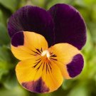35+ VIOLA CORNUTA ORANGE PURPLE WING FLOWER SEEDS / SHADE PERENNIAL