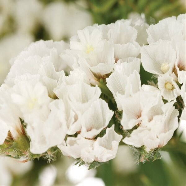 50+ SEEDS WHITE STATICE FLOWER SEEDS LONG LASTING ANNUAL (Seeds)