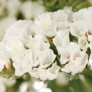 50+ SEEDS WHITE STATICE FLOWER SEEDS LONG LASTING ANNUAL (Seeds)