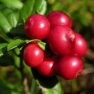 50+ SEEDS VACCINUM VITAS-IDAEA MOUNTAIN CRANBERRY, LOGONBERRY COWBERRY SEED PERENNIAL (Seeds)