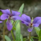 35+ SEEDS VIOLA MANDSHURICA JAPANASE VIOLA PERENNIAL FLOWER (Seeds)