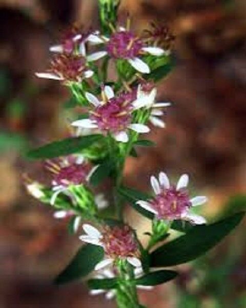 40+ SEEDS CALICO ASTER FLOWER SEEDS SELF-SEEDING ANNUAL (Seeds)