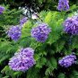 20+ SEEDS JACARANDA MIMOSIFOLIA TREE SEEDS FLOWER SEEDS PERENNIAL (Seeds)