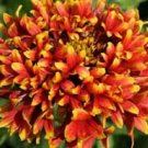 30+ SEEDS GAILLARDIA BI-COLOR SUNDANCE FLOWER SEEDS RARELY OFFERED PERENNIAL (Seeds)