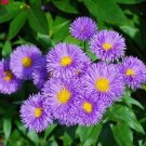 25+ SEEDS ASTER RUDOLPH GOETHE FLOWER SEEDS PERENNIAL (Seeds)
