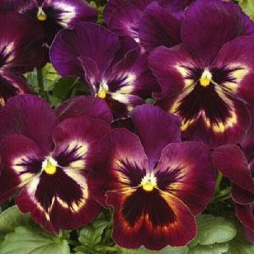 35+ SEEDS PANSY MATRIX SANGRIA FLOWER SEEDS PERENNIAL (Seeds)