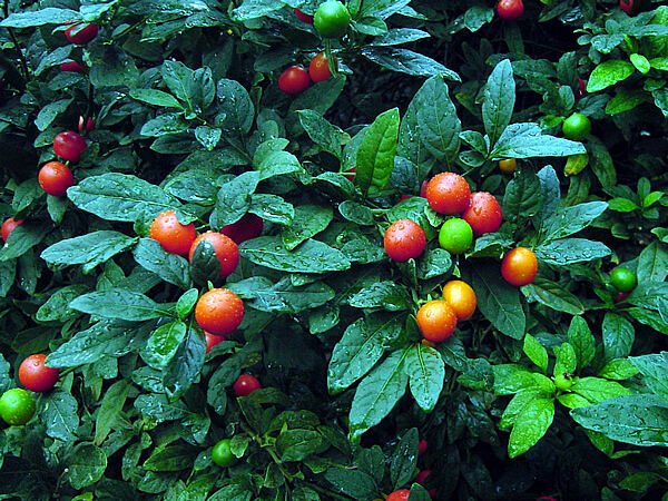 30+ SEEDS JERUSALEM CHERRY (SOLANUM PSEUDOCAPSICUM) SEEDS XMAS CHERRY, WINTER CHERRY (Seeds)