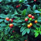 30+ SEEDS JERUSALEM CHERRY (SOLANUM PSEUDOCAPSICUM) SEEDS XMAS CHERRY, WINTER CHERRY (Seeds)