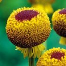 50+ SEEDS HELENIUM AUTUMN LOLLIPOP PERENNIAL FLOWER (Seeds) 50+ SEEDS HELENIUM AUTUMN LOLLIPOP PERENNIAL FLOWER (Seeds)