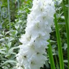 25+ SEEDS GIANT PURE WHITE DELPHINIUM FLOWER SEEDS PERENNIAL (Seeds)