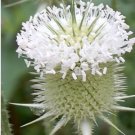 50+ SEEDS WHITE TEASEL FLOWER SEEDS PERENNIAL FRESH & DRIED ARRANG (Seeds)