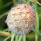 50+ SEEDS STRAWBERRY HEADED PINK CLOVER SEEDS Trifolium Frafiferum Hardy Perennial (Seeds)