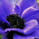 20+ SEEDS ANEMONE PURPLE PERENNIAL FLOWER (Seeds)