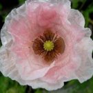 50+ SEEDS ANGEL CHOIR POPPY FLOWER SEED MIX PERENNIAL PAPAVER (Seeds)