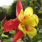 25+ SEEDS AQUILEGIA CAERULEA KORALLE COLUMBINE FLOWER SEEDS PERENNIAL (Seeds)