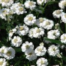 50+ SEEDS ACHILLEA THE PEARL YARROW FLOWER SEEDS PERENNIAL (Seeds)