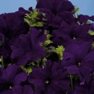 30+ SEEDS PETUNIA ALADDIN BLUE FLOWER SEEDS LONG LASTING ANNUAL (Seeds)