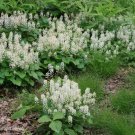 20+ SEEDS TIARELLA WHITE "FOAMFLOWER" FLOWER SEEDS PERENNIAL (Seeds)