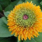 30+ SEEDS RUDBECKIA MAYA FLOWER (Seeds)