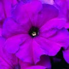 30+ SEEDS PETUNIA STORM VIOLET FLOWER SEEDS LONG LASTING ANNUAL (Seeds)