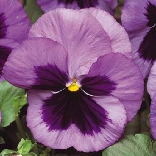 35+ SEEDS OCEAN MATRIX PANSY FLOWER SEEDS PERENNIAL (Seeds)