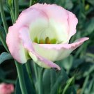 20+ SEEDS PINK PICOTEE LISIANTHUS FLOWER SEEDS LONG LASTING ANNUAL GREAT CUT FLOWER (Seeds)