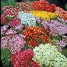 50+ SEEDS ACHILLEA COLORADO MIX YARROW FLOWER PERENNIAL (Seeds)
