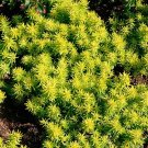 50+ SEEDS SEDUM REFLEXUM FLOWER SEEDS CONTAINER (Seeds)