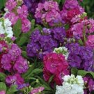 40+ SEEDS HOT CAKES MIX STOCK MATTHIOLA FLOWER SEEDS SCENTED, LONG LASTING ANNUAL (Seeds) 40+ SEEDS HOT CAKES MIX STOCK MATTHIOLA FLOWER SEEDS SCENTED, LONG LASTING ANNUAL (Seeds)