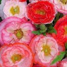40+ SEEDS "FALLING IN LOVE" CALIFORNIA POPPY FLOWER SEED MIX RESEEDING ANNUAL (Seeds)