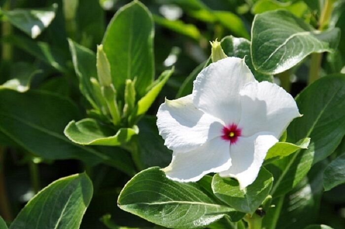 40+ SEEDS FRAGRANT COOLER PEPPERMINT VINCA FLOWER SEEDS PERIWINKLE ANNUAL (Seeds)